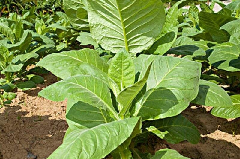 烟醉过后就很难戒烟了吗,吸了几十年烟现在戒烟来得及吗