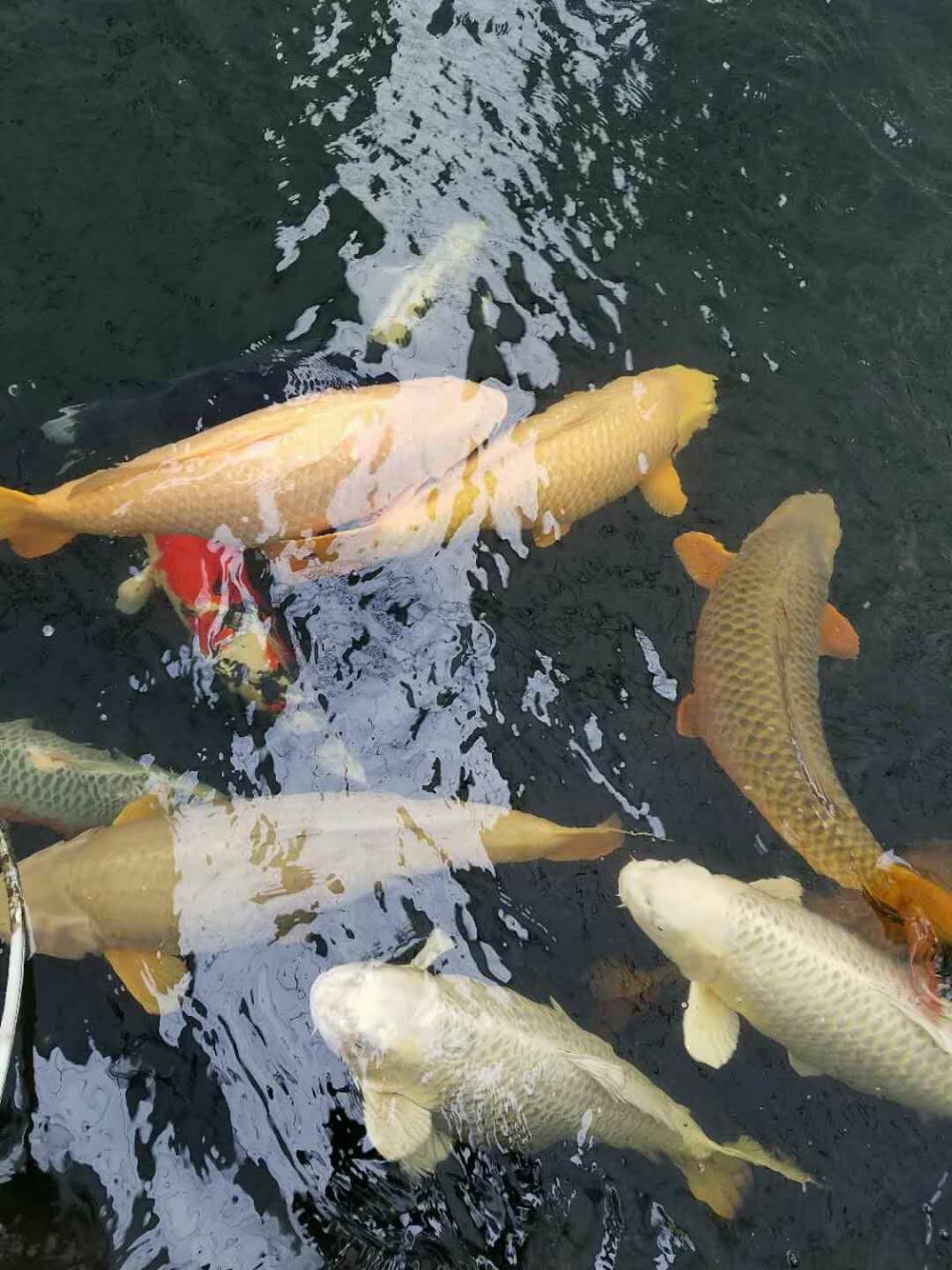 锦鲤怕冷吗冬天会死吗,锦鲤怕冷吧