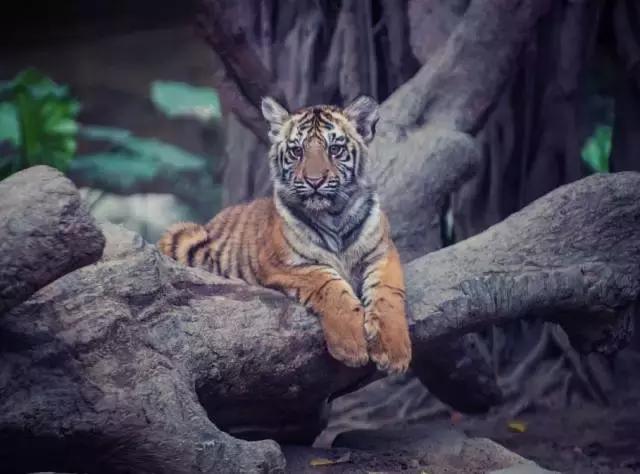 广州长隆游玩攻略最新,珠海长隆和广州长隆一起玩的攻略