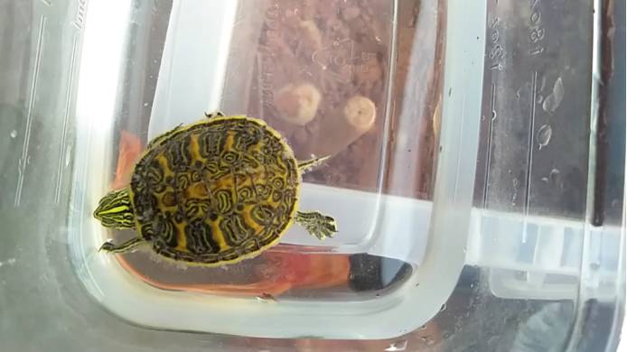 牛蛙水霉和腐皮烂身的区别,快速区分水霉