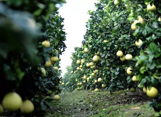 11月18日，宣恩“柚”惑甜蜜相约！