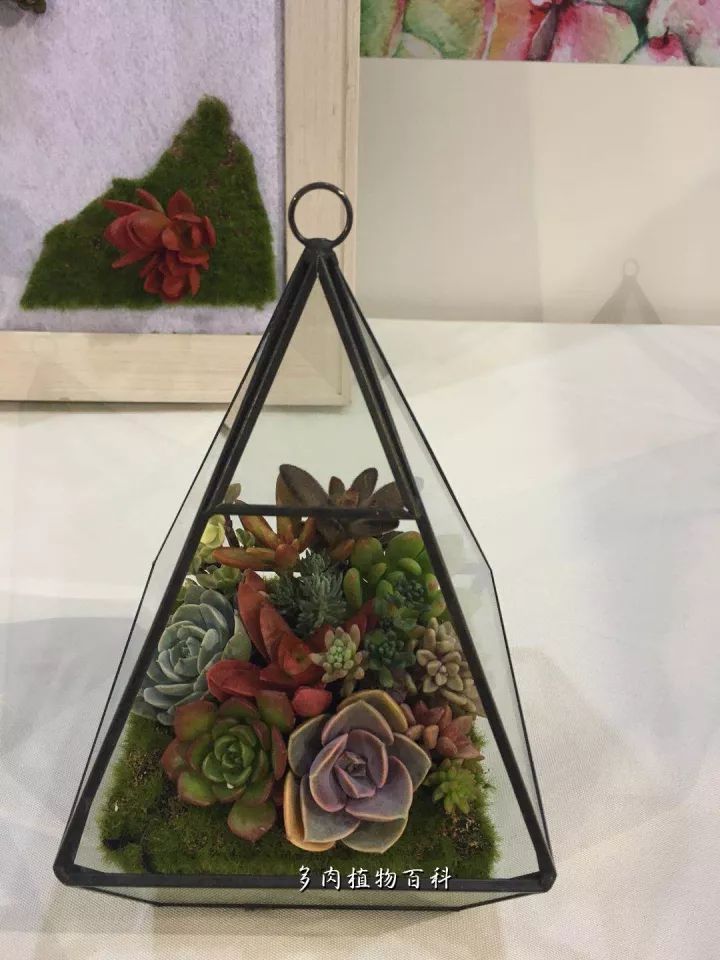 公认最美4种多肉植物图片,2014年上海多肉植物展图片