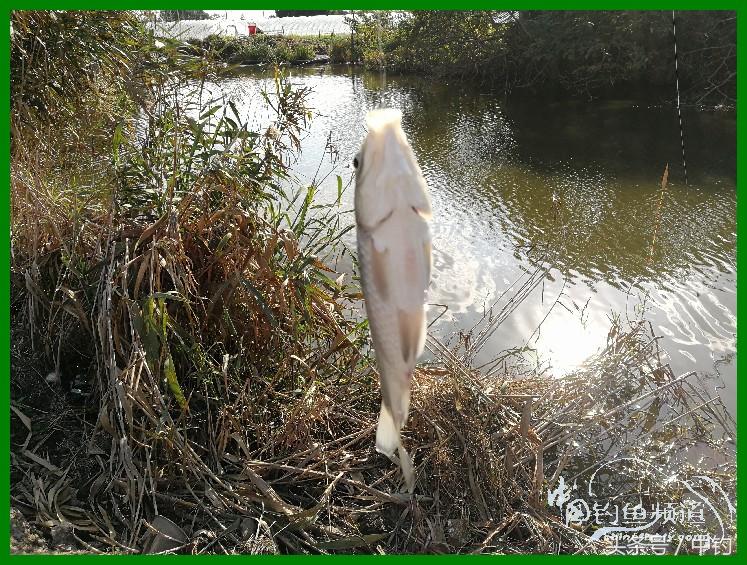 爽钓渔具,爽钓黄金版