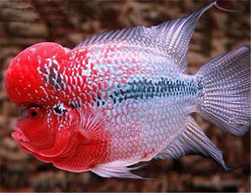 帝王黑金罗汉鱼养殖,罗汉鱼养殖鱼缸选择