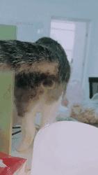 国外一只猫经常露出奇怪表情,国外一只猫每天自己外出