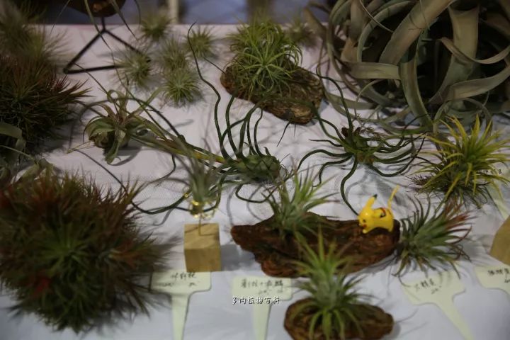 公认最美4种多肉植物图片,2014年上海多肉植物展图片