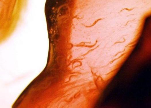 中国有哪些进入太空的动物,那些年登上太空的动物