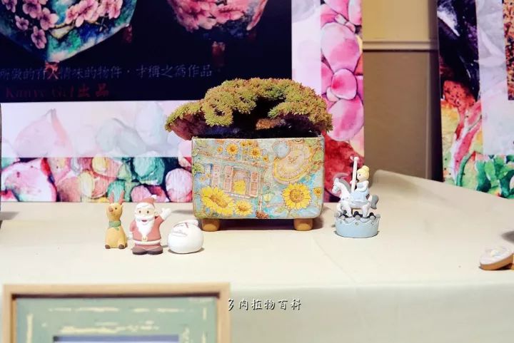 公认最美4种多肉植物图片,2014年上海多肉植物展图片