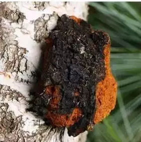 俄罗斯桦树茸大自然的馈赠,俄罗斯国宝