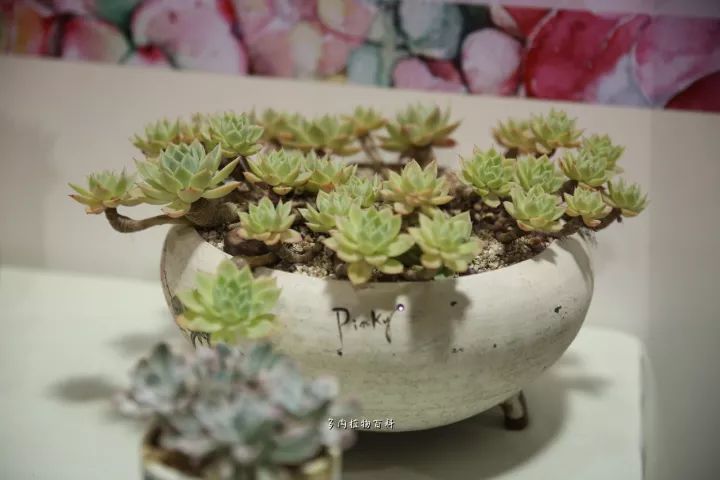 公认最美4种多肉植物图片,2014年上海多肉植物展图片