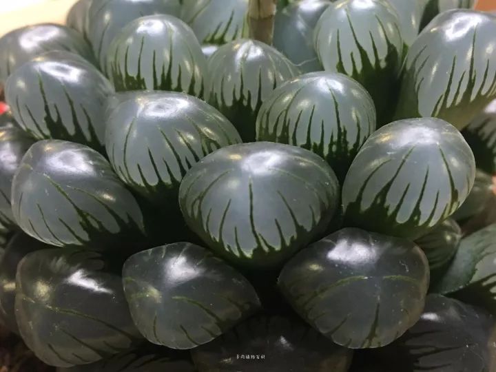 公认最美4种多肉植物图片,2014年上海多肉植物展图片