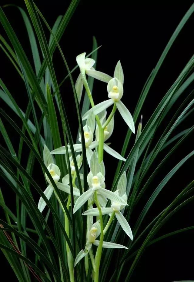 清新淡雅兰花微信头像,清新淡雅的兰花图片