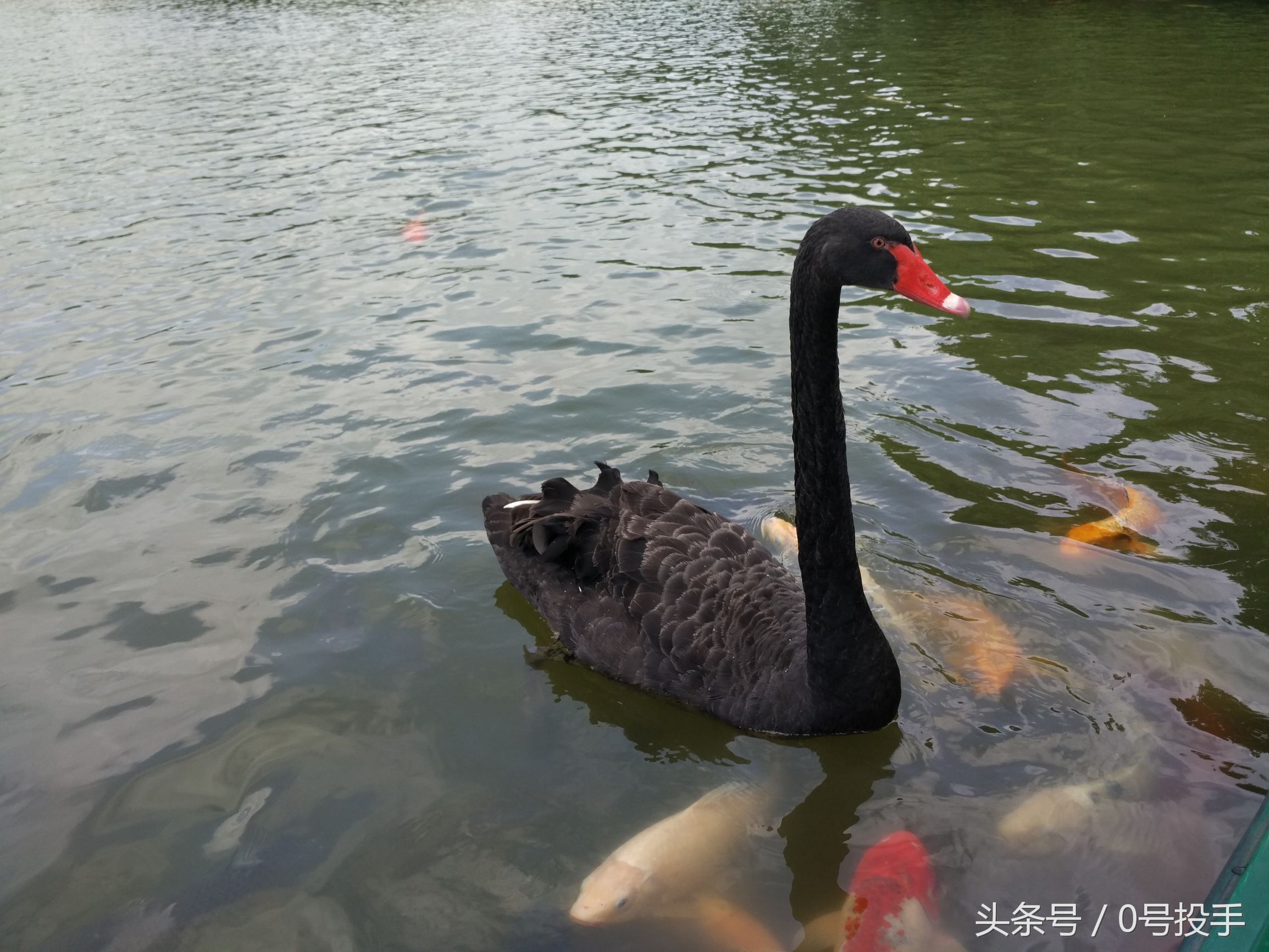 佛冈森波拉奇妙世界图片,森波拉奇妙世界景区