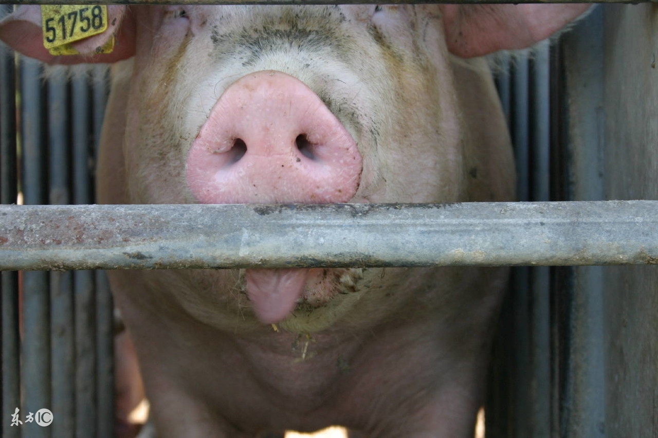 猪用促生长剂有哪几种,养猪用的催肥剂推荐