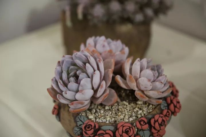 公认最美4种多肉植物图片,2014年上海多肉植物展图片