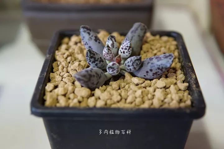 公认最美4种多肉植物图片,2014年上海多肉植物展图片