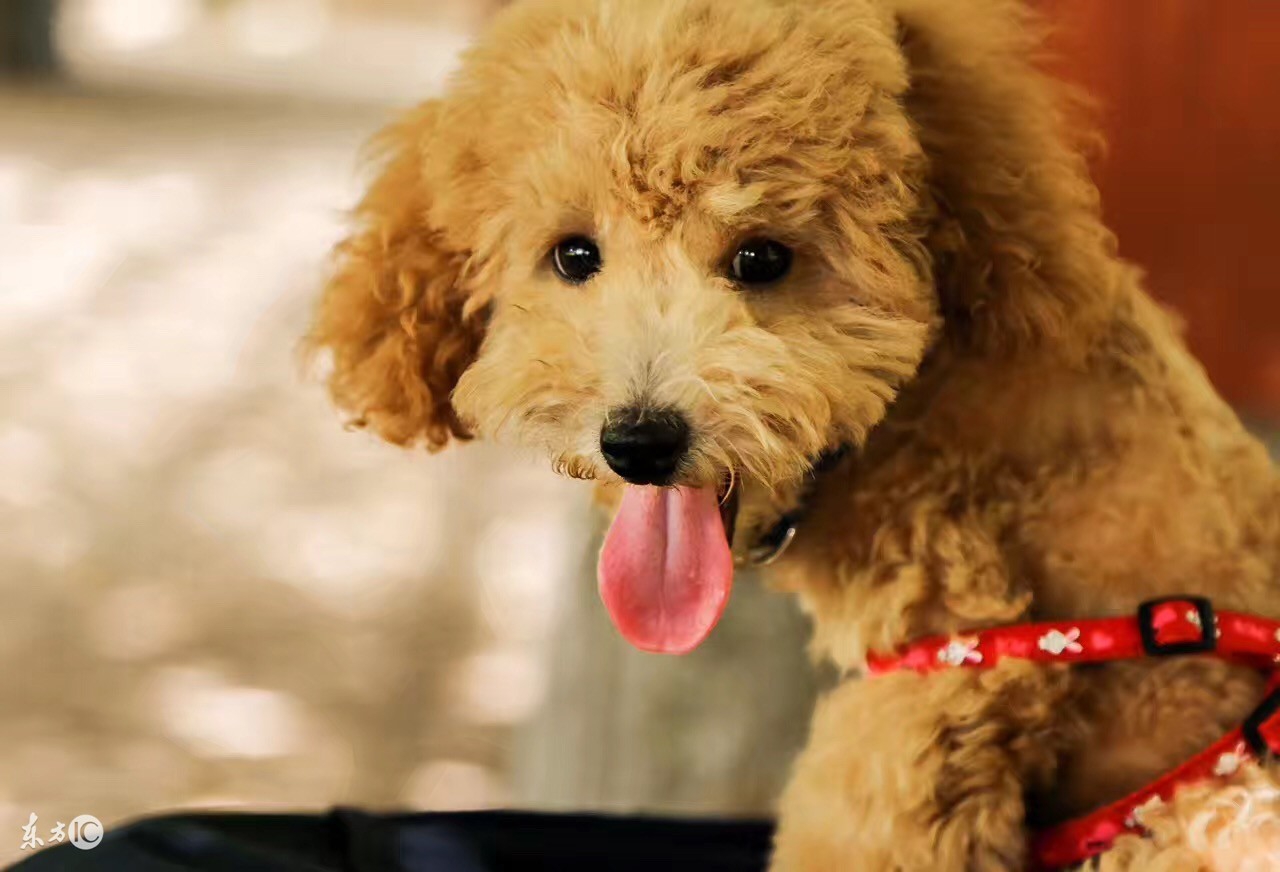 泰迪如何做牙齿护理!泰迪的牙齿健康!