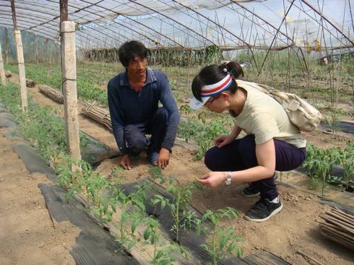 西红柿苗矮缩不长头啥原因,西红柿苗种上活了但是不长