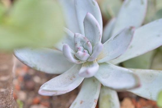 哪种不死鸟多肉好看,非常好看的不死鸟多肉