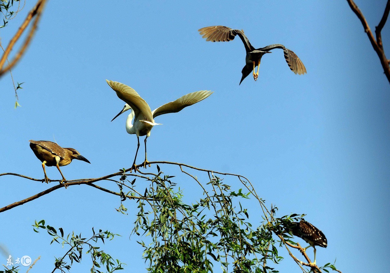绿茶红茶普洱黑茶哪种茶最好,红茶绿茶乌龙茶和白茶黑茶普洱茶