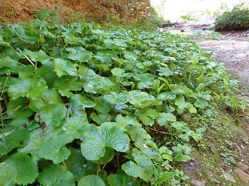 甘肃赏田园风光感受乡村魅力,甘肃渭源风景图片大全