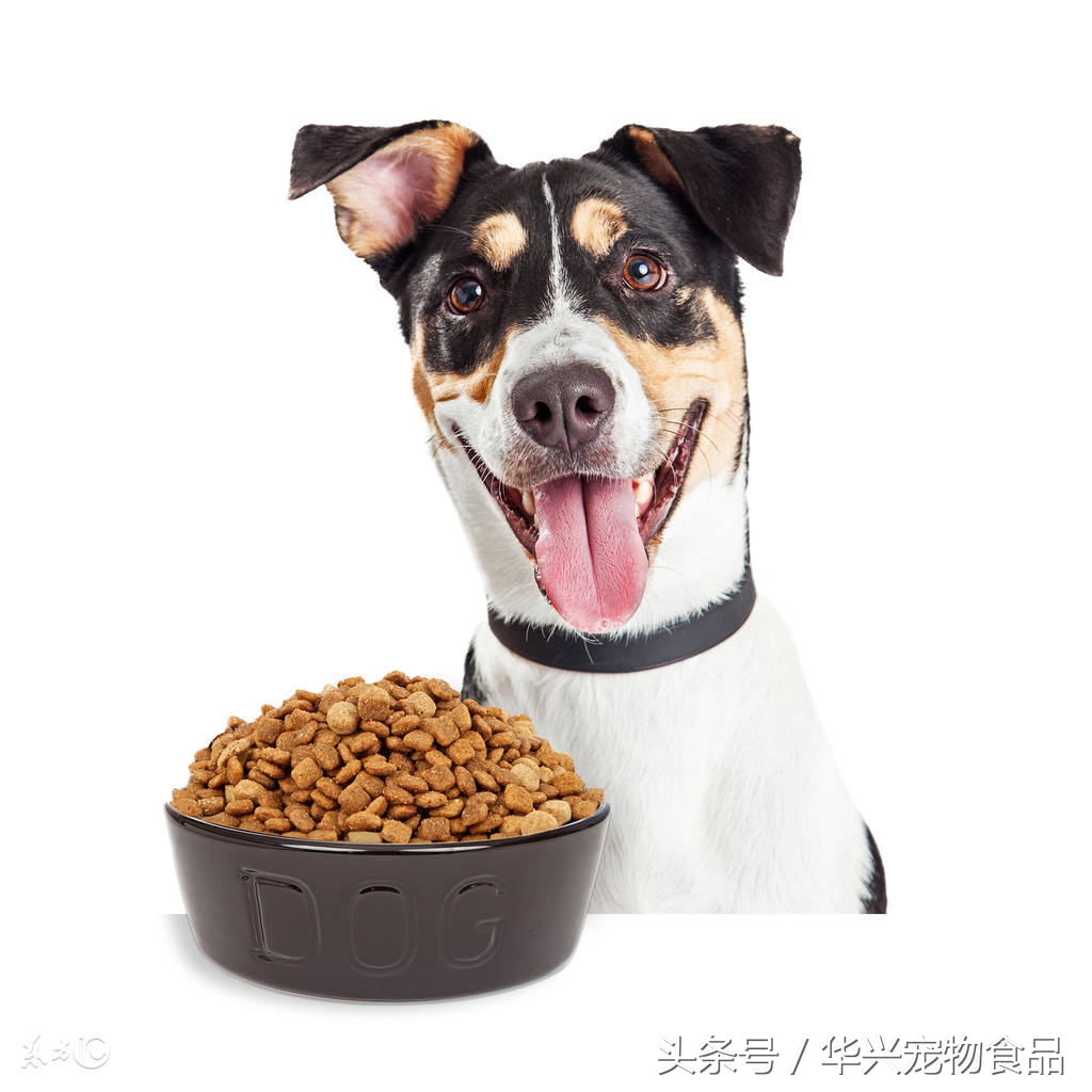 狗狗不吃新买的狗粮怎么办,幼犬不要吃新狗粮怎么办