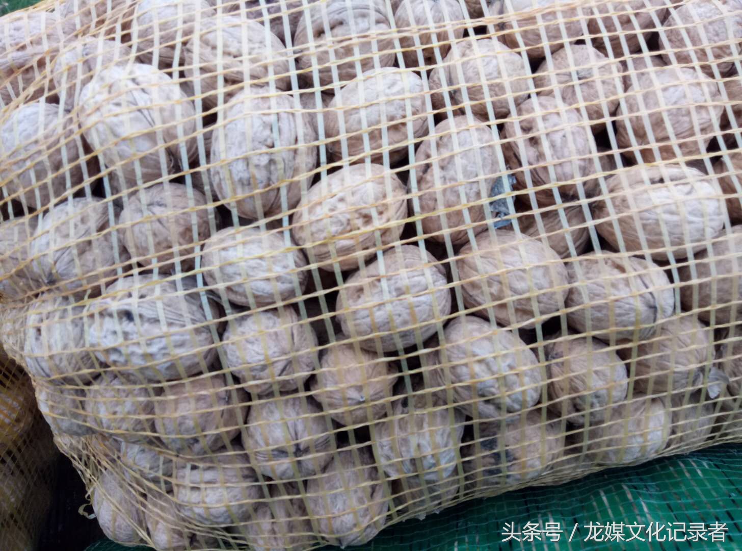 陕西黄龙绿皮核桃,延安市黄龙核桃