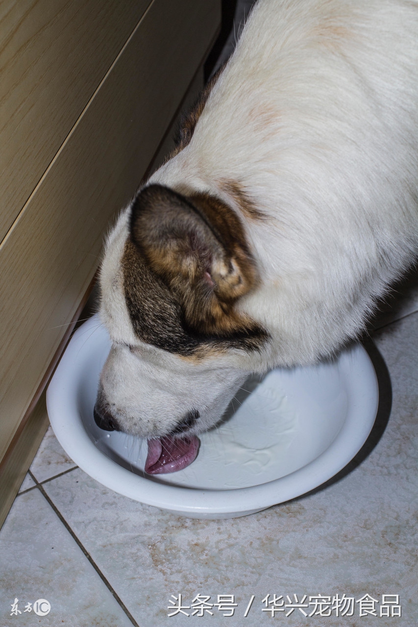 狗狗不吃新买的狗粮怎么办,幼犬不要吃新狗粮怎么办