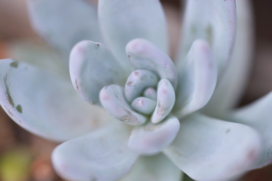 哪种不死鸟多肉好看,非常好看的不死鸟多肉