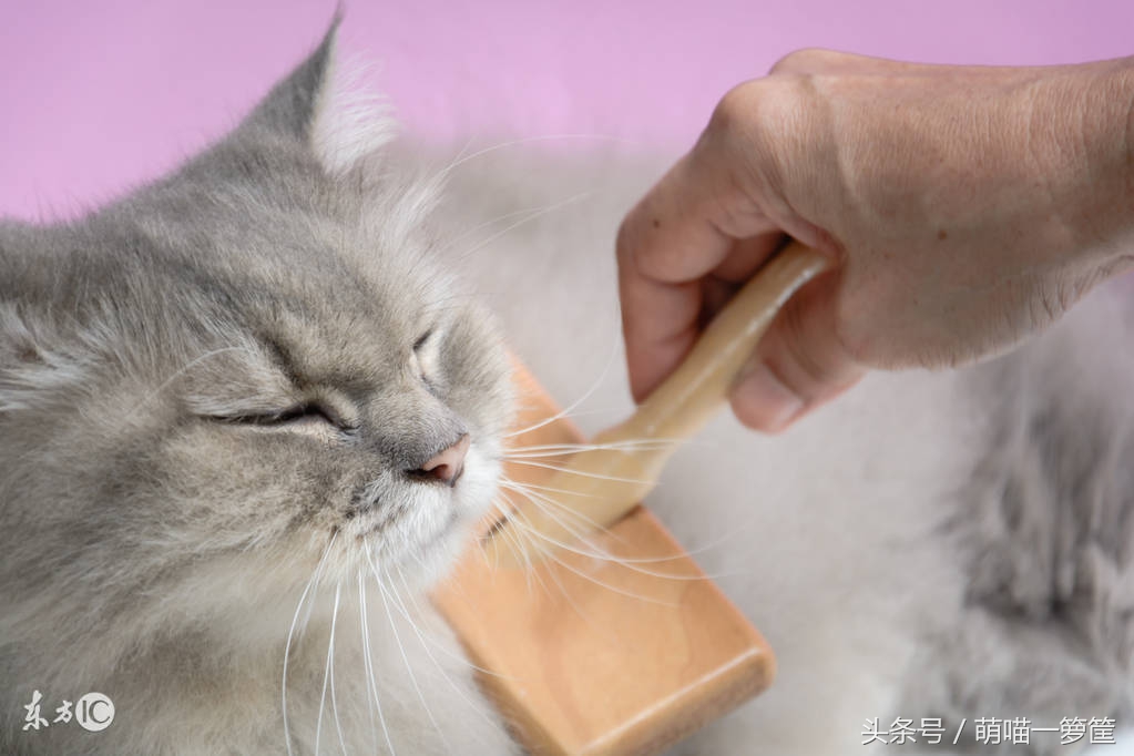 猫咪呕吐需要去医院做哪些检查,猫咪呕吐去拍它了怎么办