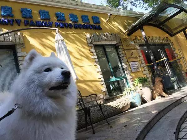 中国为什么没有正规的宠物医院,国内靠谱的宠物医院