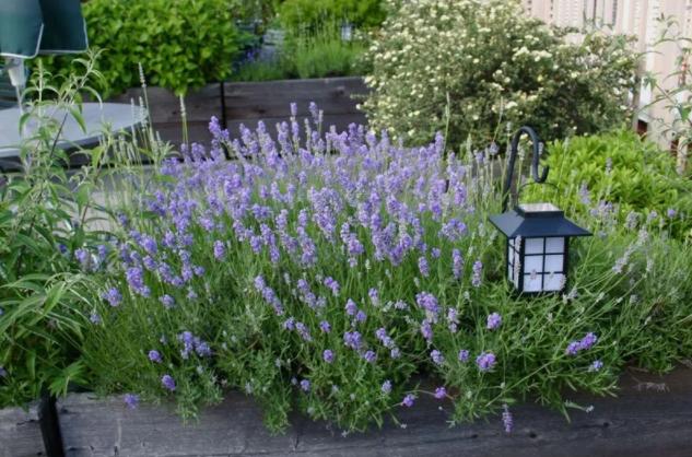 盆栽薰衣草养护技巧与方法图片,薰衣草盆栽的简单养法图片