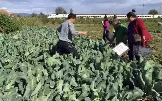 如果你的农庄是凤姐，如何把它打造成范冰冰？（附农庄改造案例）