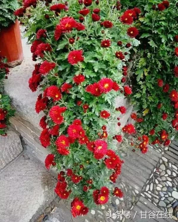 甘谷人王根祥,甘谷王根祥