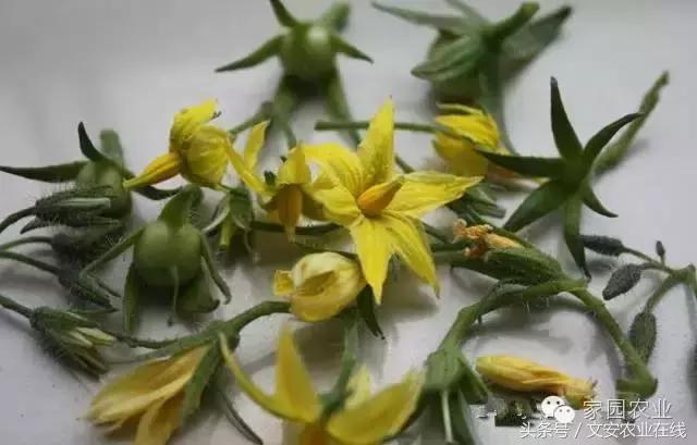 番茄坐果不好怎么办,番茄授粉率低怎么办