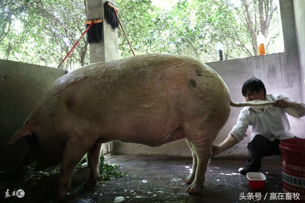 谈养猪：论猪洗澡的重要性，教你如何给猪做清洗消毒！