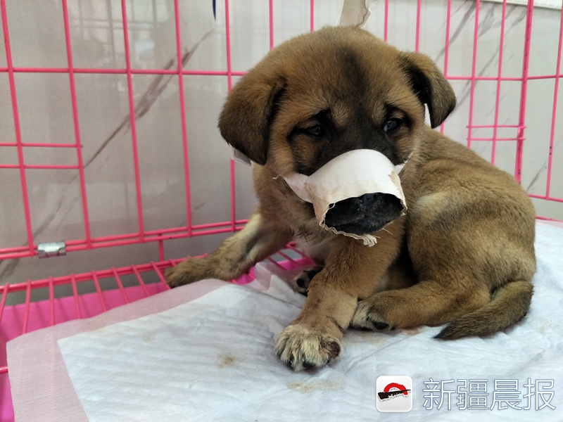 男子打流浪狗反被咬死,新疆昌吉流浪狗在地下室被虐事件