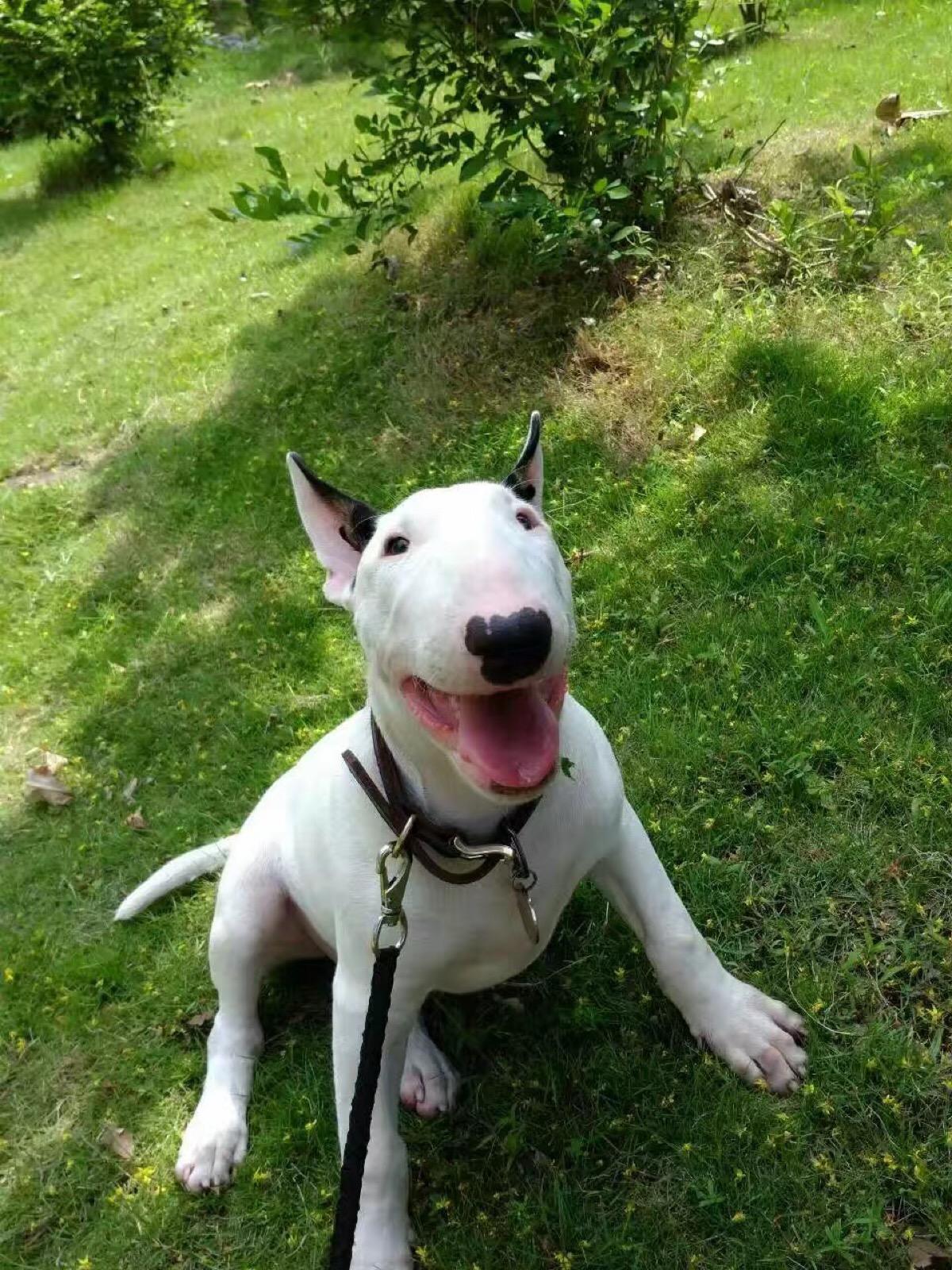 狗狗品种大全及图,狗狗品种大全价格