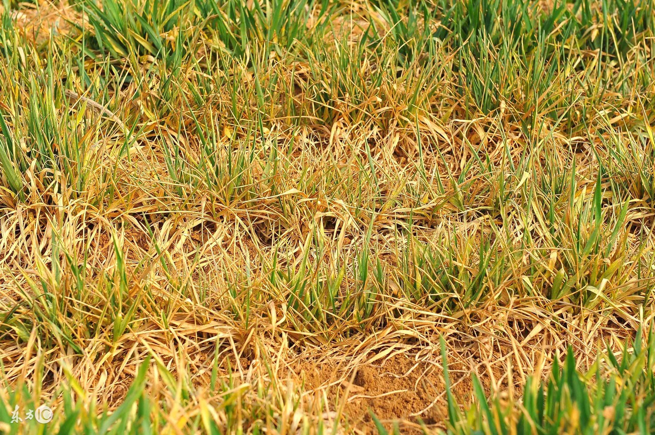 小麦除草剂药害后怎么补救,小麦发生除草剂药害后怎么补救
