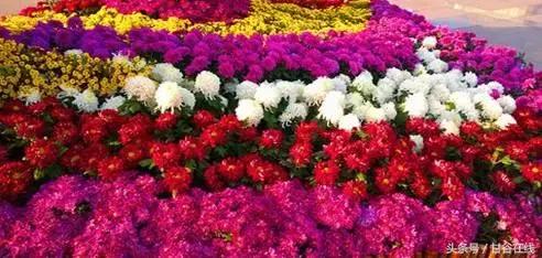 甘谷人王根祥,甘谷王根祥