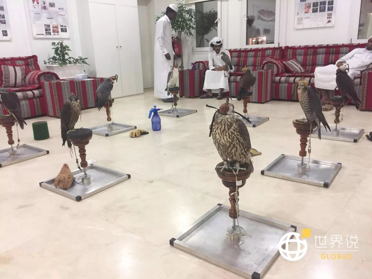 卡塔尔的隼从哪里来的,卡塔尔王子鹰隼