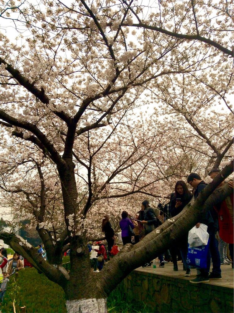 十大最美校园深圳大学,探访最美大学武汉大学