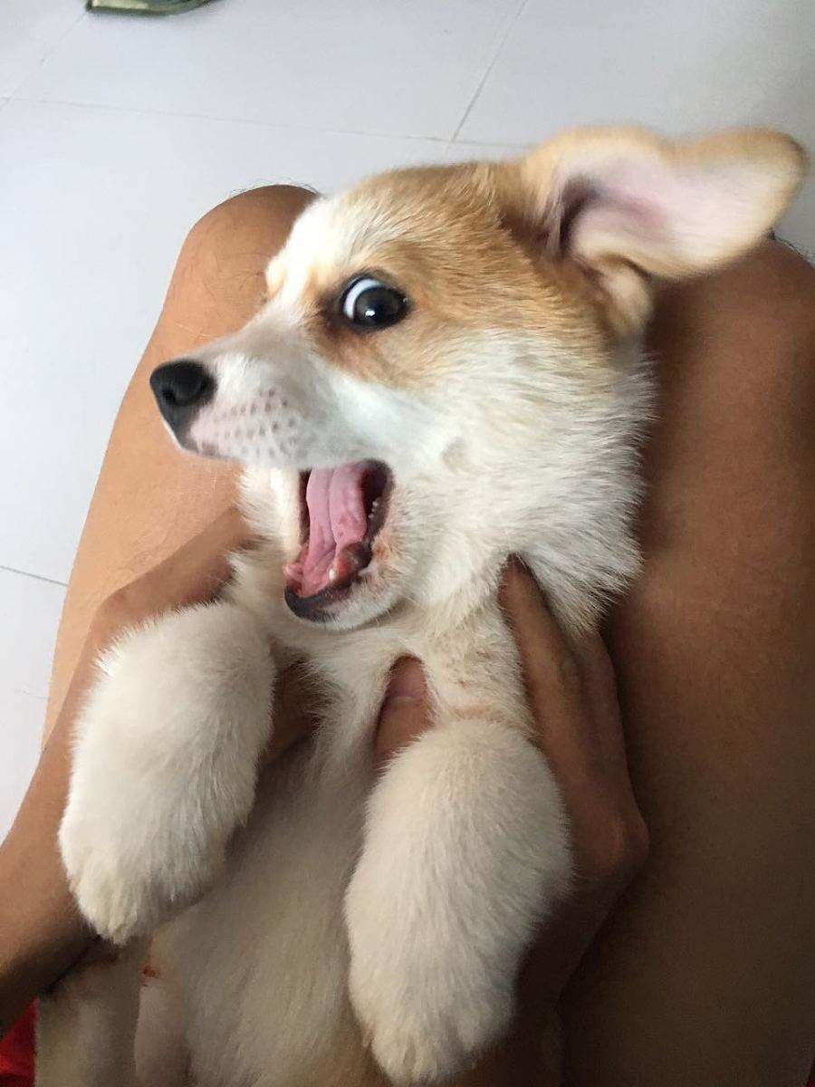 狗狗品种大全及图,狗狗品种大全价格