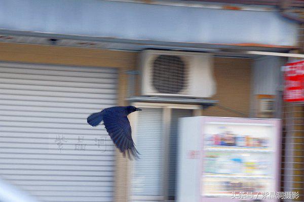 逆天的老人,逆天老人视频