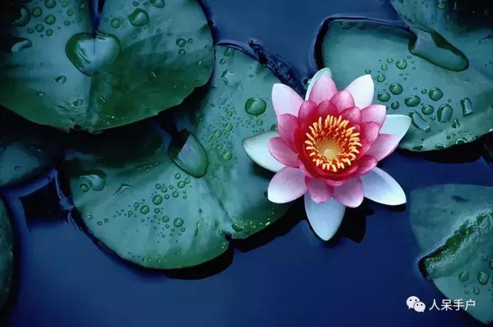 植物传播种子的方法有哪些二年级,植物的果实和种子传播方式有哪些