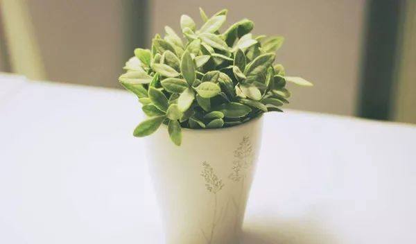 植物冻了怎么补救,植物干枯了还能救活吗