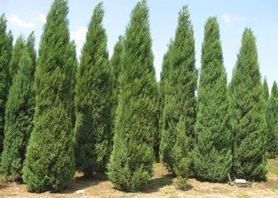 苹果树叶上的羊胡子锈病怎样防治,苹果树叶背面长绒毛怎么治