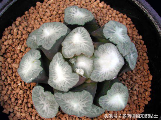 日本也买假货？这些多肉植物就是铁证！