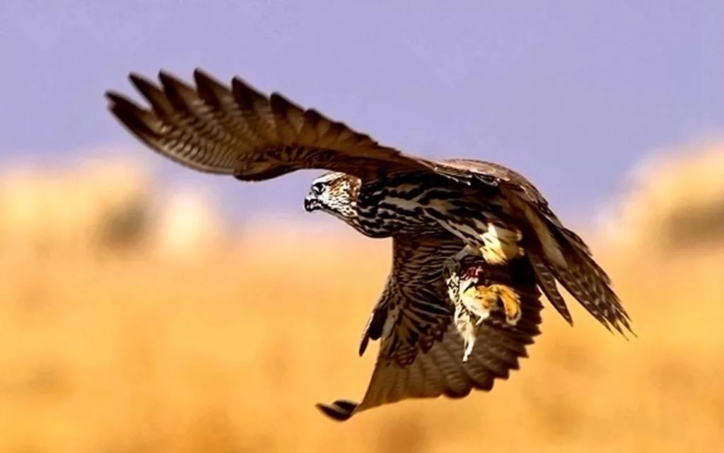 实话:凌云!六眼之隼