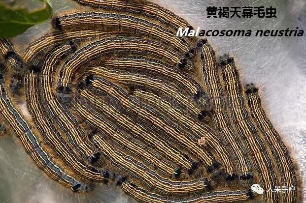 幺蛾子介绍,蛾子的宝宝